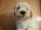 Goldendoodle Puppies for sale in Golden Valley, AZ 86413, USA. price: NA