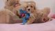 Goldendoodle Puppies for sale in Northville, MI, USA. price: NA