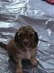 Goldendoodle Puppies for sale in Two Rivers, WI, USA. price: NA
