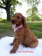 Goldendoodle Puppies for sale in Mt Pleasant, TX 75455, USA. price: NA