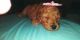 Goldendoodle Puppies for sale in Forney, TX 75126, USA. price: NA