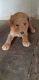 Goldendoodle Puppies for sale in Woodburn, IN 46797, USA. price: $550