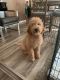 Goldendoodle Puppies for sale in Kentwood, MI, USA. price: NA