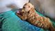 Goldendoodle Puppies for sale in Fort Worth, TX 76113, USA. price: $1,500
