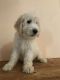 Goldendoodle Puppies for sale in Golden Valley, AZ 86413, USA. price: NA