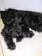 Goldendoodle Puppies for sale in Port St. Lucie, FL 34953, USA. price: NA