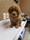 Goldendoodle Puppies for sale in Jacksboro, TN 37757, USA. price: NA