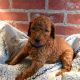 Goldendoodle Puppies for sale in Hawai Ave, Arizona 86409, USA. price: NA