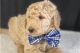 Goldendoodle Puppies for sale in Oertli Ln, Austin, TX 78753, USA. price: NA