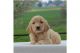 Goldendoodle Puppies for sale in Oertli Ln, Austin, TX 78753, USA. price: NA