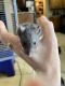 Gray-Headed Thicket Rat Rodents