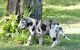Great Dane Puppies for sale in Washington, DC, USA. price: $850