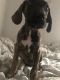 Great Dane Puppies for sale in South Salt Lake, UT, USA. price: $550
