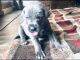 Great Dane Puppies for sale in Utah County, UT, USA. price: $2,200