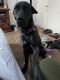 Great Dane/Cane Corso looking for new home