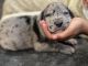 Great Dane Puppies for sale in Burleson, TX 76028, USA. price: $1,800