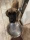 Great Dane Puppies for sale in Inver Grove Heights, MN, USA. price: $2,000