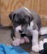 Great Dane Puppies for sale in Richmond, MN 56368, USA. price: $1,800