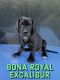 Great Dane Puppies for sale in Zion, IL 60099, USA. price: NA