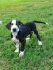 Great Dane Puppies for sale in Sandy, UT, USA. price: $1,000
