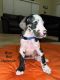 Great Dane Puppies for sale in Pleasant Grove, UT 84062, USA. price: $100,000