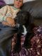 Great Dane Puppies for sale in 414 N St Paul Ave, Fulda, MN 56131, USA. price: $750
