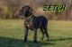 Great Dane Puppies for sale in Zion, IL 60099, USA. price: NA