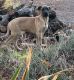 Great Dane Puppies for sale in Sonora, CA 95370, USA. price: $1,500