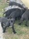 Great Dane Puppies for sale in Fulda, MN 56131, USA. price: $50,000