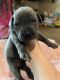 Great Dane Puppies for sale in Devine, TX 78016, USA. price: $1,300