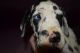 Great Dane Puppies for sale in Berlin, PA 15530, USA. price: NA