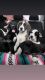 Great Dane Puppies for sale in Bakersfield, CA, USA. price: NA