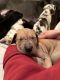 Great Dane Puppies for sale in Webster, MA 01570, USA. price: NA