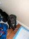 Great Dane Puppies for sale in Brighton, CO, USA. price: NA