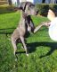 Great Dane Puppies for sale in Raleigh, NC, USA. price: NA