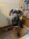 Great Dane Puppies for sale in Finlayson, MN 55735, USA. price: NA