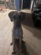 Great Dane Puppies for sale in Inver Grove Heights, MN, USA. price: $500