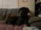 Great Dane Puppies for sale in Tulsa, OK, USA. price: $300