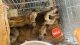 Great Dane Puppies for sale in Kurnool, Andhra Pradesh, India. price: 20000 INR