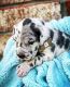 Great Dane Puppies for sale in Minnesota City, MN 55959, USA. price: $850