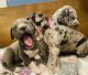 Great Dane Puppies for sale in Oklahoma City, OK, USA. price: $800