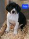 Great Dane Puppies for sale in Richmond, MN 56368, USA. price: $600