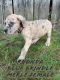 Great Dane Puppies for sale in Washington, DC, USA. price: $1,300