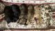 Great Dane Puppies for sale in Woodward, OK 73801, USA. price: $800