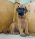 Great Dane Puppies for sale in Mumbai, Maharashtra, India. price: 60,000 INR