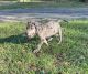Great Dane Puppies for sale in Gibson, GA 30810, USA. price: $1,400