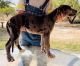 Great Dane Puppies for sale in Devine, TX 78016, USA. price: $1,500