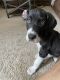 Great Dane Puppies for sale in Augusta, GA, USA. price: $1,000