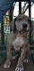Great Dane Puppies for sale in Shawnee, KS, USA. price: $500