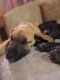 Great Dane Puppies for sale in Johnson City, Tennessee. price: $300